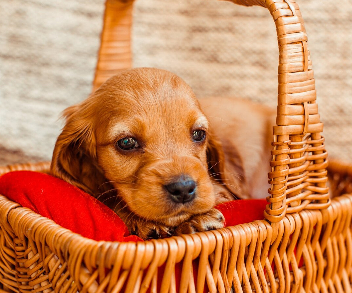 Snuggle Up in Style with Dezigner Petz Dog Beds! 🐶✨