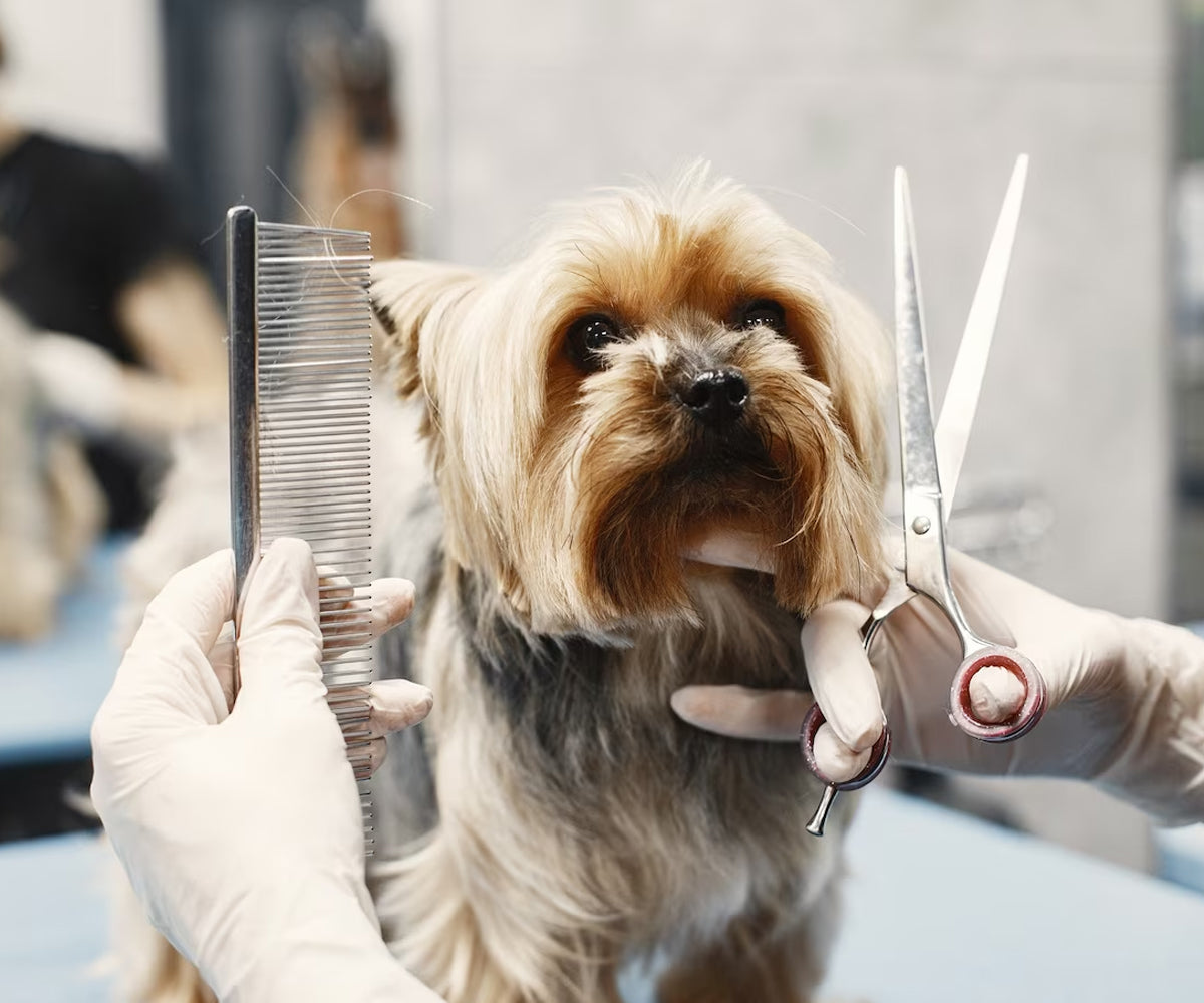 Transforming Your Pup into a Posh Pooch 🐶🛁