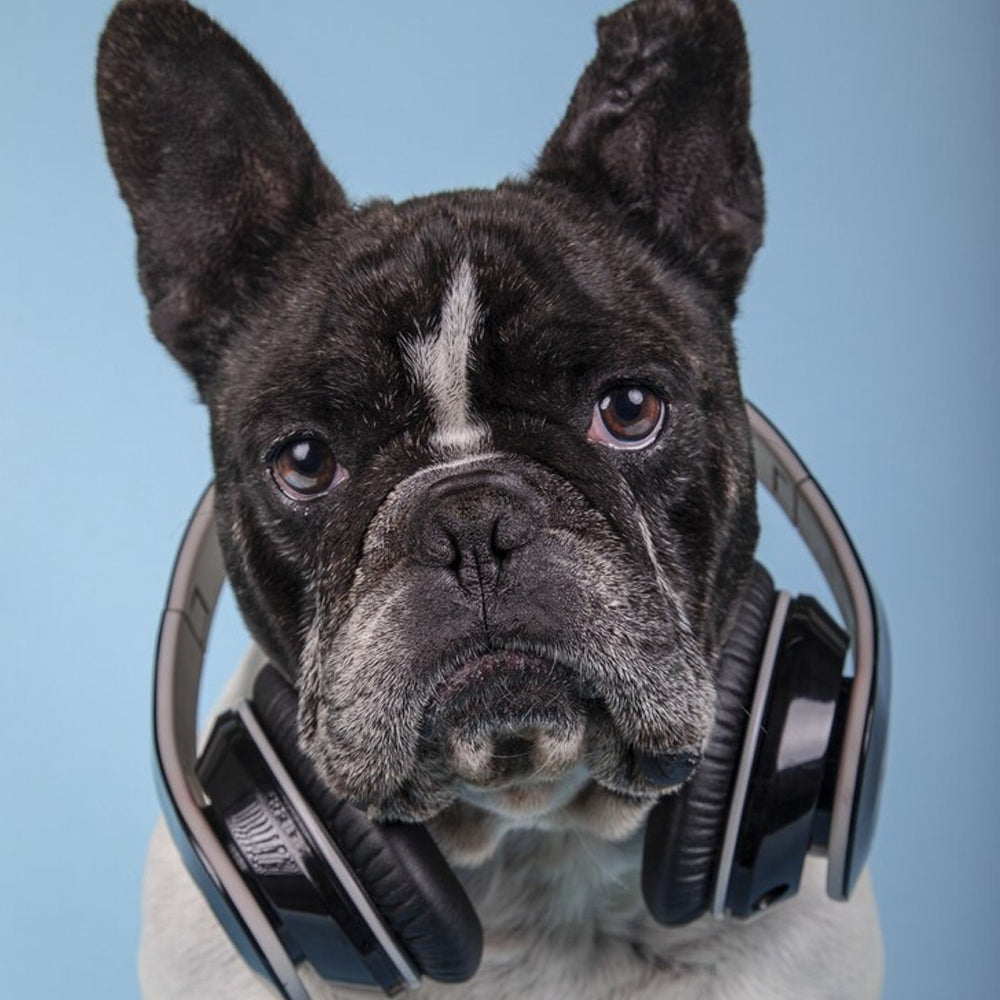 🐾 Dezigner Petz Customer Service: Pawsitively Exceptional! 🐕